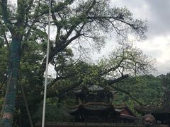 -峨眉山报国寺