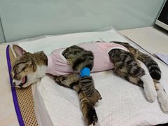 -纳吉亚猫专科动物医院博雅分院