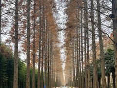 -黄海国家森林公园