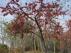 -南通洲际绿博园