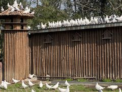 -上海野生动物园