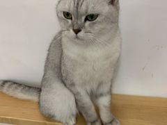 -李小姐の猫咖啡馆(五角场店)