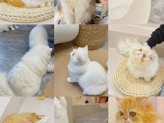 -More Fun猫咖 二十只万元加菲主题