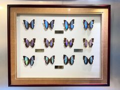 -上海昆虫博物馆