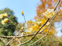 -杭州植物园
