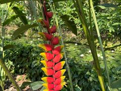 -中国科学院西双版纳热带植物园