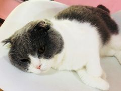 -李小姐の猫咖啡馆(五角场店)