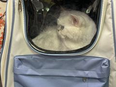 -福懋动物医院·犬猫全科·外科·重症科(杏林分院)