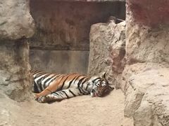 -清迈夜间动物园