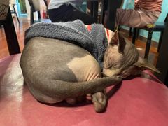 -猫小院猫主题咖啡厅(北锣店)