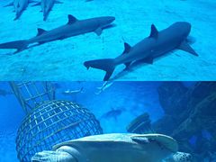 -芜湖新华联大白鲸海洋公园