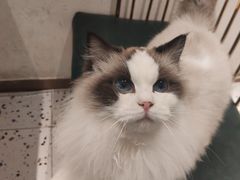 -喵喵咪呀布偶猫咖(春熙路店)