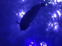 -上海海昌海洋公园-冰山北极馆