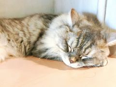 -猫儿山۰猫主题餐厅