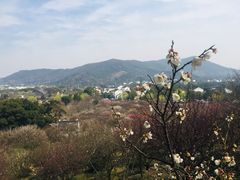 -香雪海