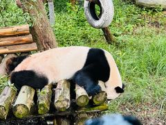 -红山国家森林公园