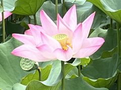 -莲花池公园