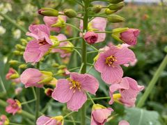 -中国天府农业博览园