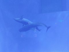 -多彩贵州城极地海洋世界