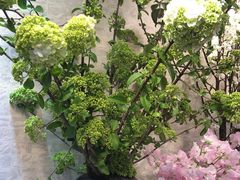 -双季花艺园艺市场(浦东店)