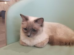 -喵喵咪呀布偶猫咖(春熙路店)