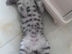 -关爱宠物医院·猫科中心·消化科(滨湖万达分院)