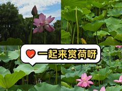 -东郊湿地公园