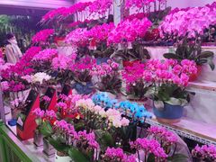 -朝来春花卉市场