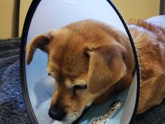 -喜多萌中农锦绣动物医院24H·猫科·牙科MRI·CT