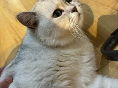 -Meowの猫咖(万家丽店)