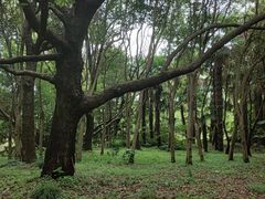 -上海滨江森林公园