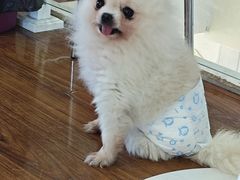 -汪说·狗咖·拼豆·宠物周边DIY(旺城大厦店)