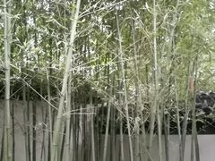 -秋霞圃