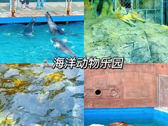 -秦皇岛乐岛海洋王国