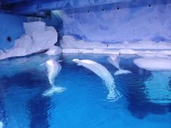 -海合安武汉极地海洋公园