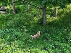 -大连森林动物园