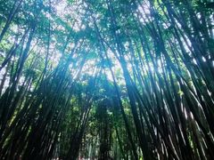 -望江楼公园