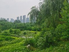 -洋湖国家湿地公园