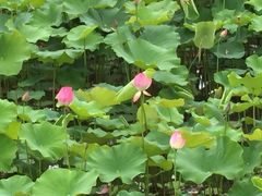 -贵阳市花溪国家城市湿地公园