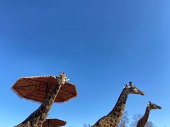 -济南野生动物世界