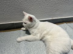 -琪喵猫屋·撸猫猫咖·猫舍