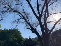 -上海醉白池公园