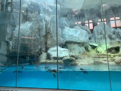 -帝企鹅自助餐厅•儿童岛•真企鹅(长隆企鹅酒店)