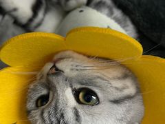 -纳吉亚猫专科动物诊疗中心(蒋宅口分院)