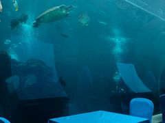 -海棠湾洲际-涛·海底餐厅·美人鱼·自助餐·海底隧道
