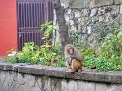 -黔灵山公园