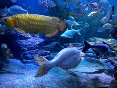 -上海海洋水族馆