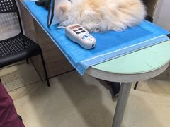 -艾贝尔宠物医院·24H转诊中心·肿瘤猫专科(江宁双龙店)