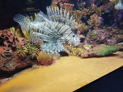 -上海海洋水族馆