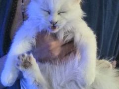 -Sirena海妖日咖夜酒